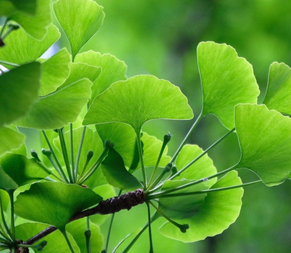 Booster de gel antioxydant au ginkgo